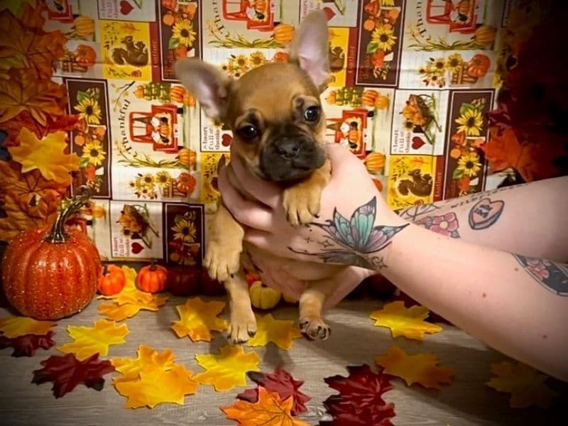 French Bulldog 4 months old female small named Hermione for sale in Union County, Illinois | Petmeetly