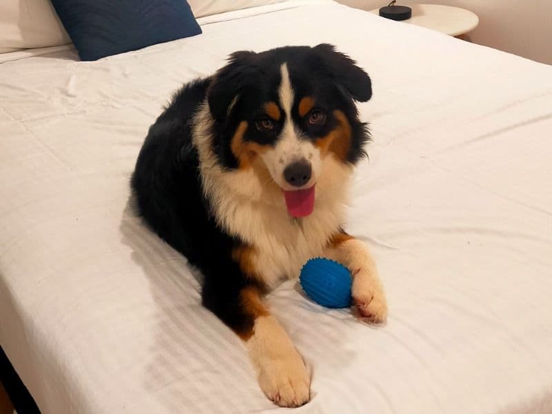 Australian Shepherd 1 year 6 months old female medium named Sabrina for breeding in Queensland | Petmeetly