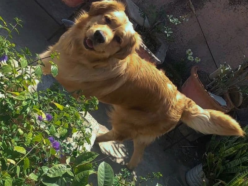 English Golden Retriever 1 year 4 months old male medium named Samosa for breeding in Bareilly Division, Uttar Pradesh | Petmeetly