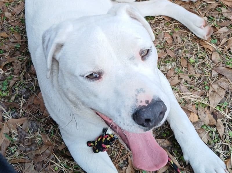 American Bulldog 10 months old male medium named Noah for adoption in Duval County, Florida | Petmeetly