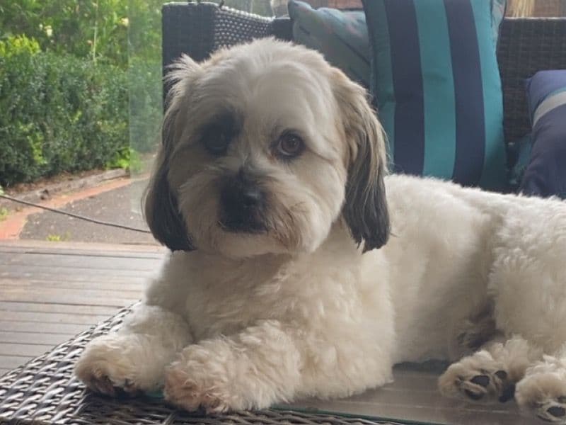 Maltese Shih Tzu 4 years 3 months old male small named Yg for breeding in Boroondara City, Victoria | Petmeetly