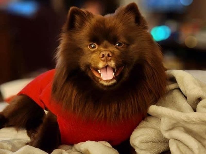 Pomeranian 4 years 4 months old male small named Snickers for breeding in Gaston County, North Carolina | Petmeetly