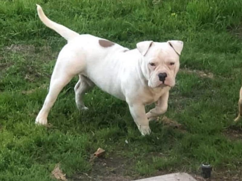 American Pocket Bully 3 years old male medium named Kilo for sale in Kern County, California | Petmeetly