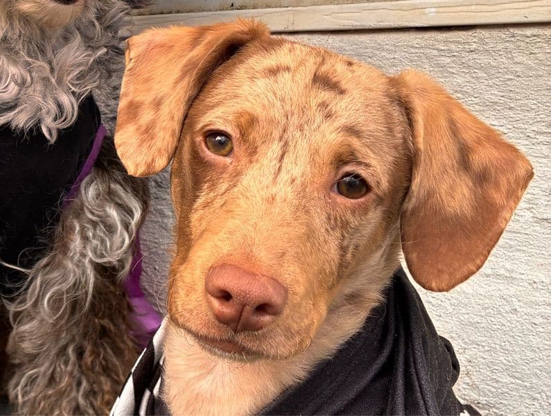 Catahoula Leopard Dog 8 months old male medium named Scooby for sale in Bristol County, Massachusetts | Petmeetly