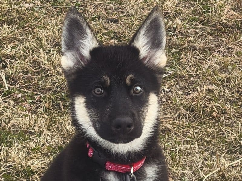German Spitz 4 months old male small named Bluey for sale in Rockland County, New York | Petmeetly