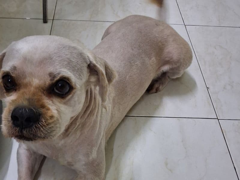 Lhasa Apso 5 years 3 months old male small named Idli for breeding in Pune Division, Maharashtra | Petmeetly