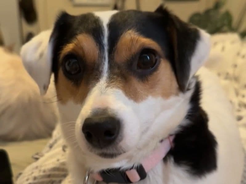 Jack Russell Terrier 5 years 2 months old female small named Cienna for breeding in Melton City, Victoria | Petmeetly