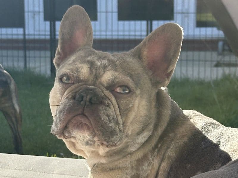 French Bulldog 2 years 11 months old male small named Frankie for breeding in Merseyside, England | Petmeetly