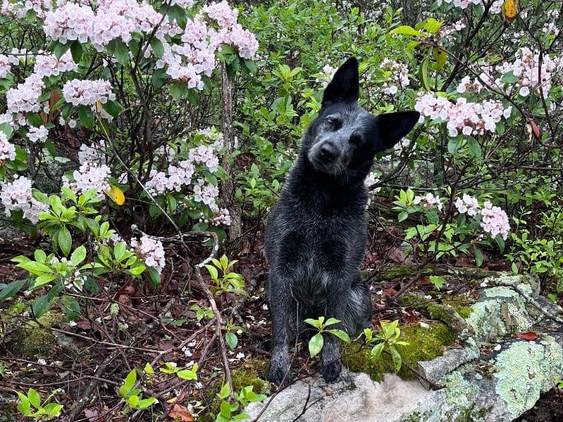 Australian Cattle Dog 5 years 8 months old female medium named Fern for breeding in Harrisonburg, Virginia | Petmeetly