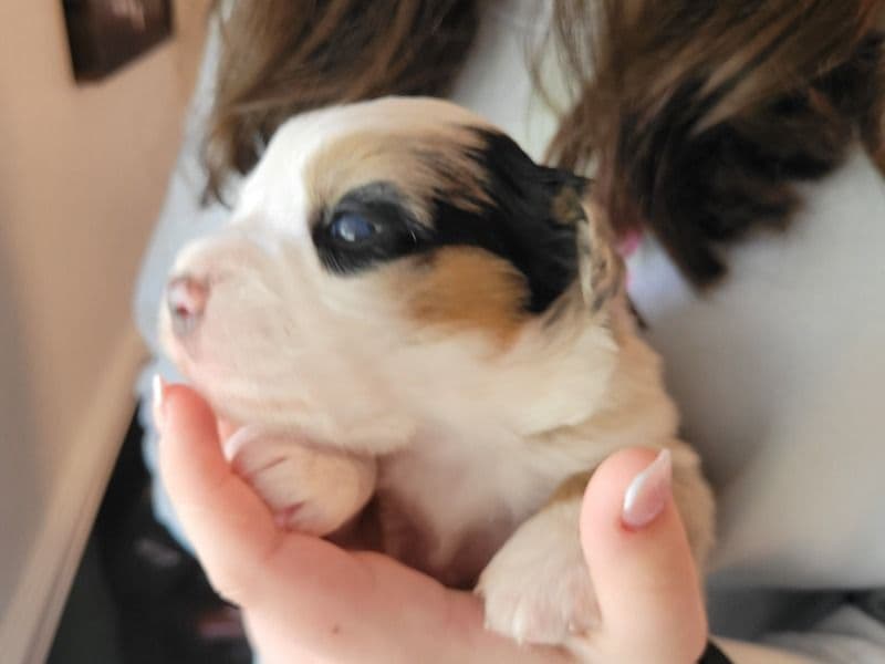 Australian Shepherd 1 month old female medium named Britches for sale in Newberg, Oregon | Petmeetly