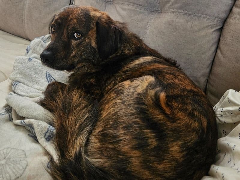 Miniature Australian Shepherd 4 years 1 month old male medium named Baxter for breeding in DuPage County, Illinois | Petmeetly