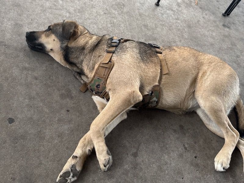 German Shepherd 1 year old female large named Penny for adoption in McLennan County, Texas | Petmeetly