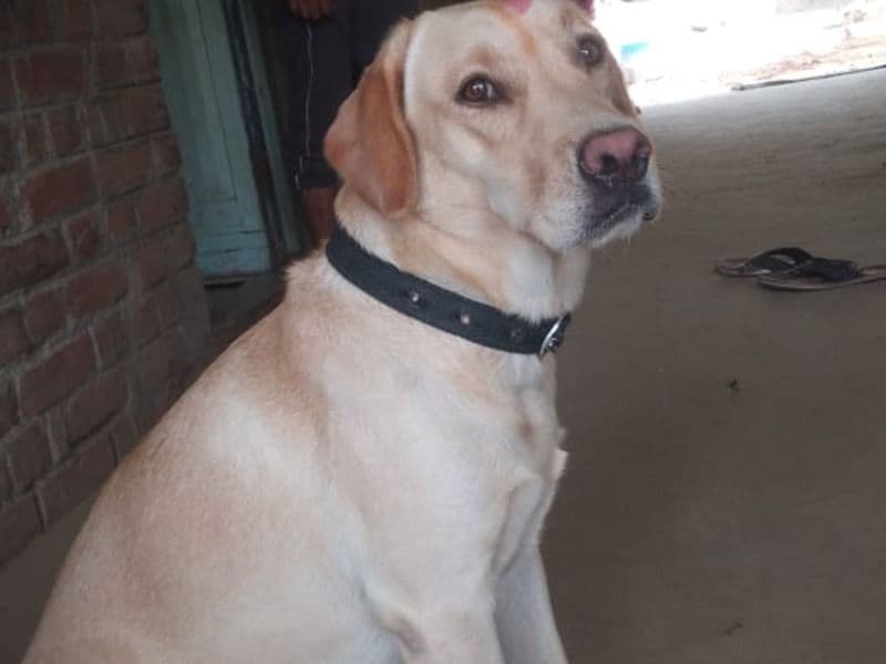 Labradoodle 1 year 11 months old female medium named Coco for breeding in Kanpur Division, Uttar Pradesh | Petmeetly