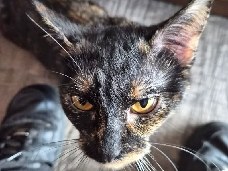 Tortoiseshell cat 1 year 2 months old female named Luna for breeding in El Paso County, Colorado | Petmeetly