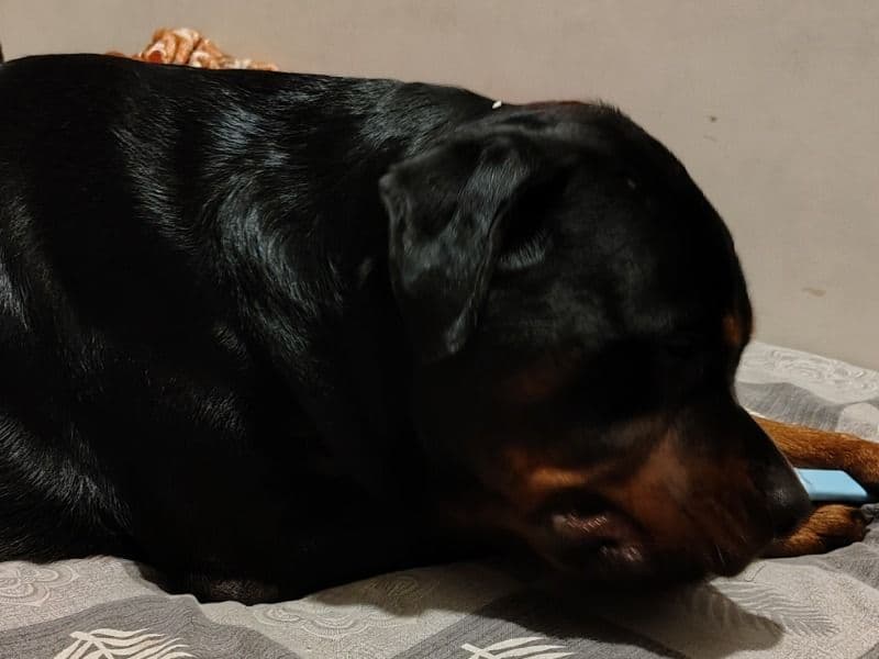 Doller primary photo