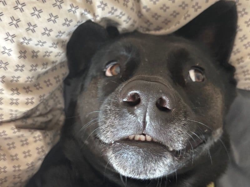 Maya - Rottweiler | Petmeetly
