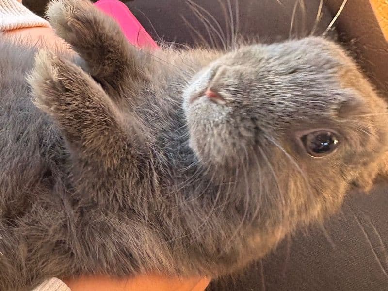 Willow - Polish | Petmeetly