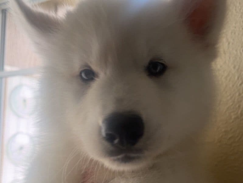 Alaskan Malamute 2 months old female large named Stella for adoption in Marion County, Oregon | Petmeetly