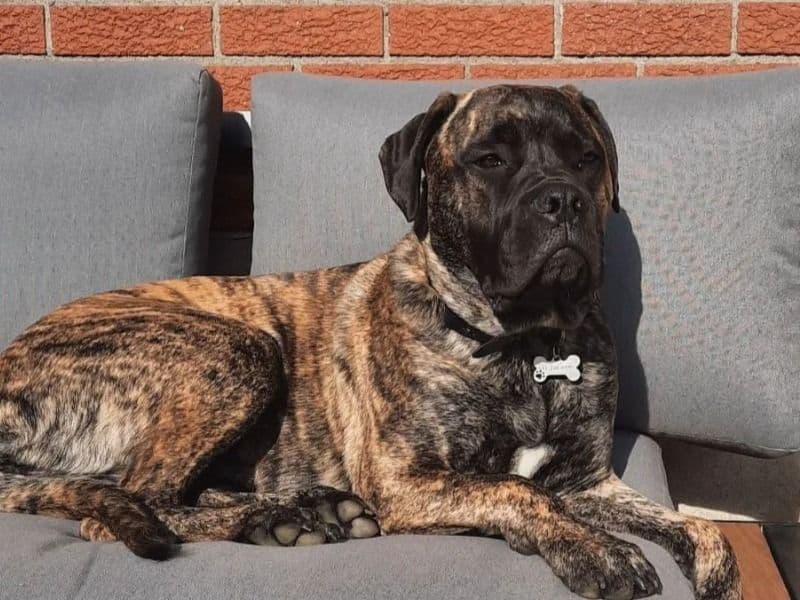 Bullmastiff 4 years 1 month old male large named Harvey for breeding in Tara, Ontario | Petmeetly