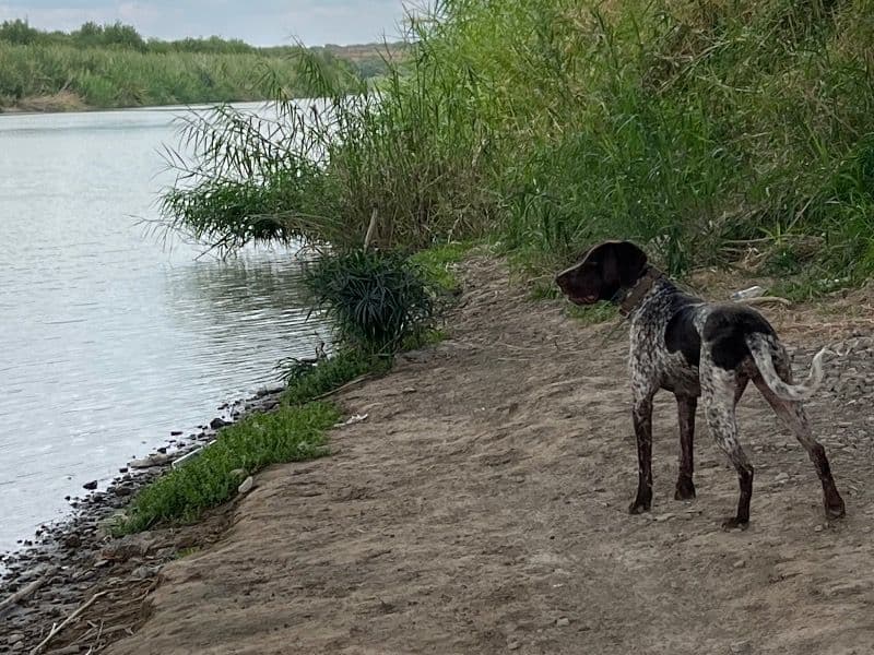 German Shorthaired Pointer 2 years 3 months old female large named Kimber for breeding in Webb County, Texas | Petmeetly
