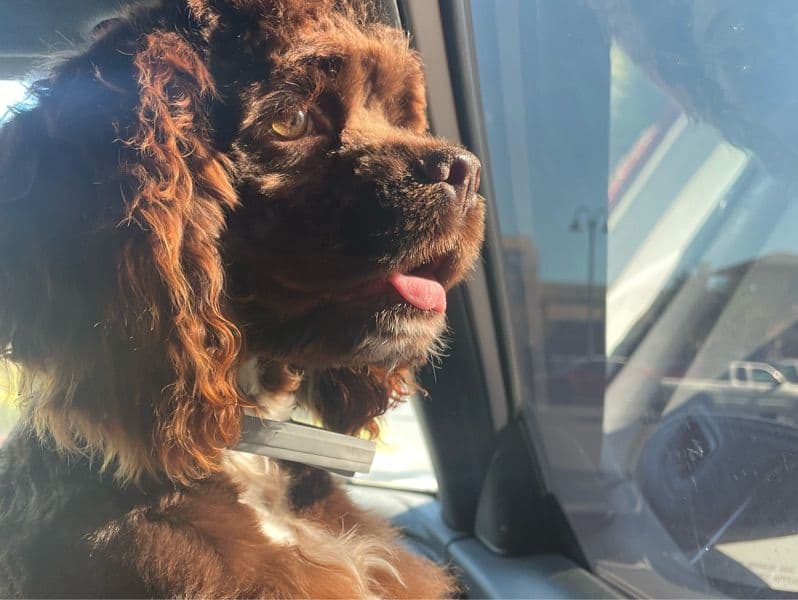 American Cocker Spaniel 9 months old male medium named Bruno for breeding in Monterey County, California | Petmeetly