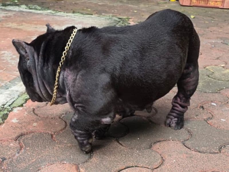 Pocket Bully 6 years old female medium named Lexi for breeding in Konkan Division, Maharashtra | Petmeetly