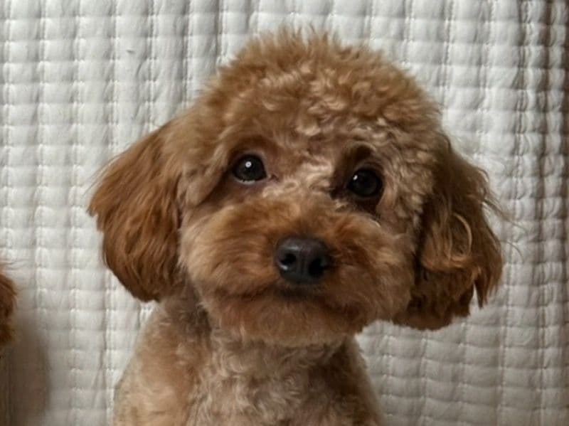 Toy Poodle 4 years old male medium named Sem for breeding in Gwinnett County, Georgia | Petmeetly