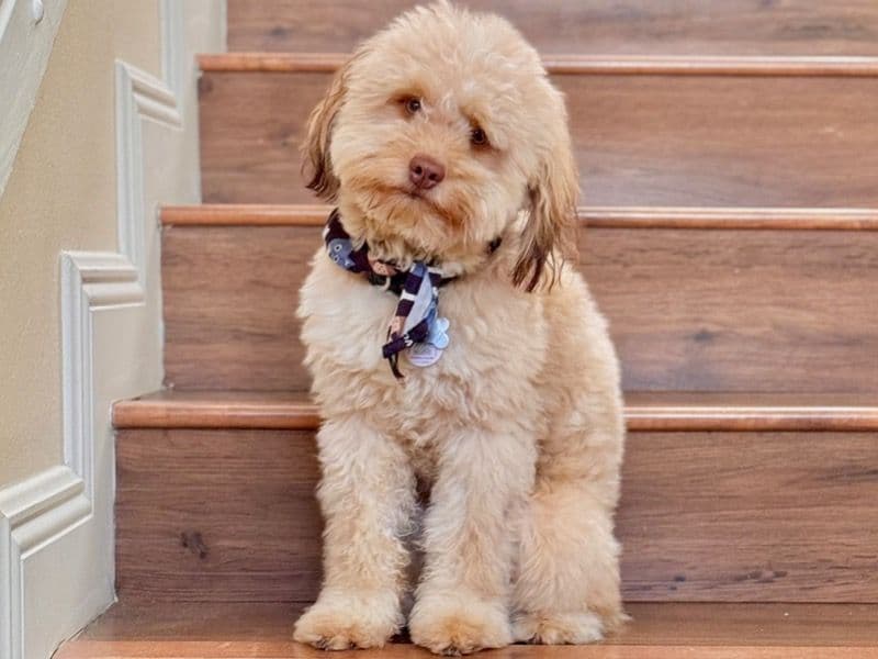 Aussiedoodle 2 years 7 months old male small named Valentino for breeding in Miami-Dade County, Florida | Petmeetly