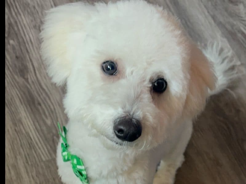 Maltipoo 11 months old male small named Ollie (oliver) for adoption in Dallas County, Texas | Petmeetly