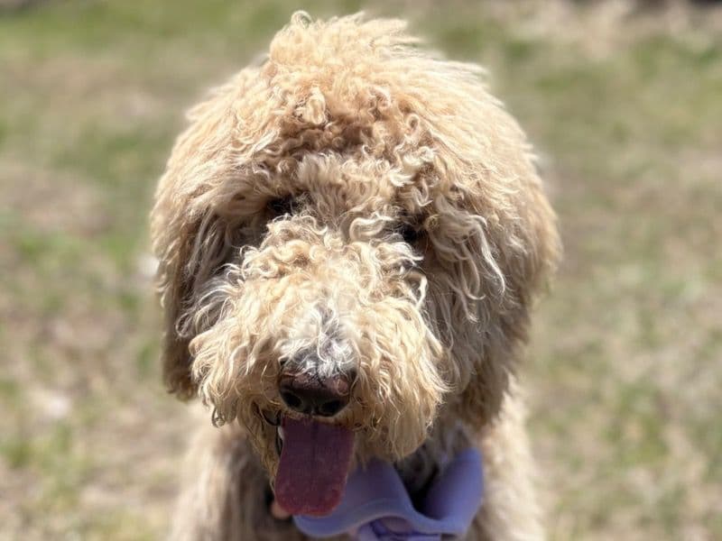 Labradoodle 1 year 4 months old female medium named Oakley for breeding in Racine County, Wisconsin | Petmeetly