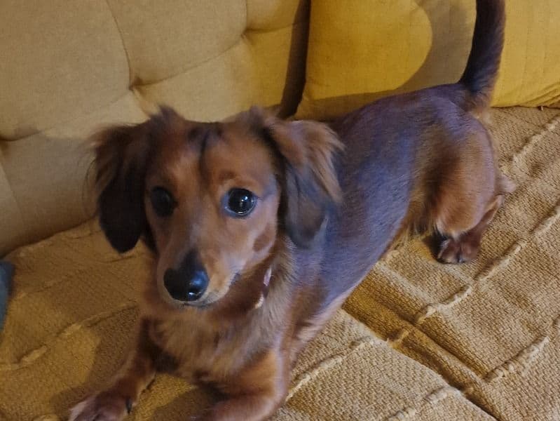 Chiweenie 2 years old male small named Roger for breeding in North Lincolnshire, England | Petmeetly