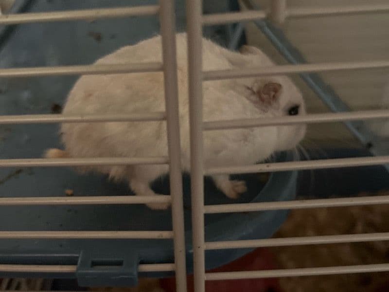 N/a - Dwarf Hamster | Petmeetly