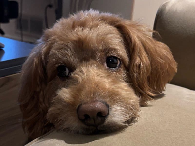 Mini Golden Doodle 5 years 4 months old male medium named Leo for breeding in Jersey City, New Jersey | Petmeetly