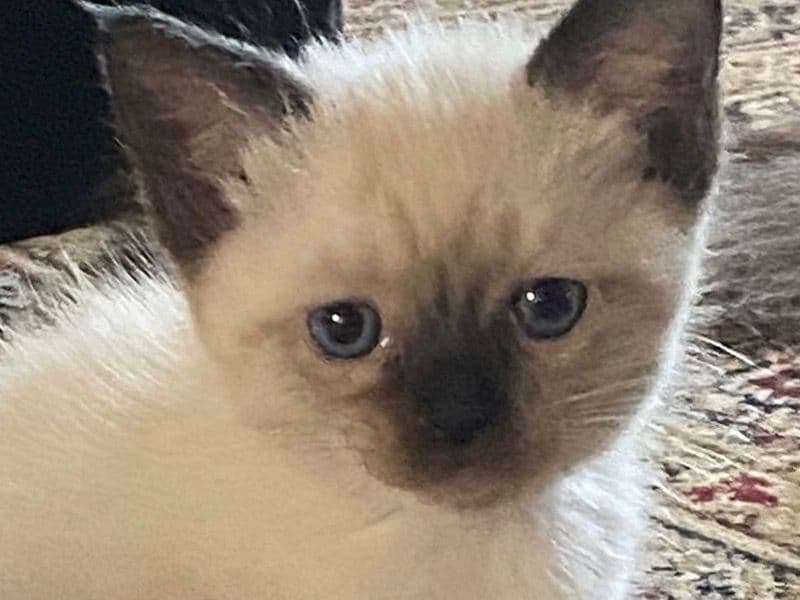 Ragdoll 7 months old female named Brownie for breeding in Nottinghamshire, England | Petmeetly