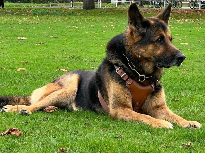 German Shepherd 11 years 8 months old male large named Kaiser for breeding in Greater London, England | Petmeetly