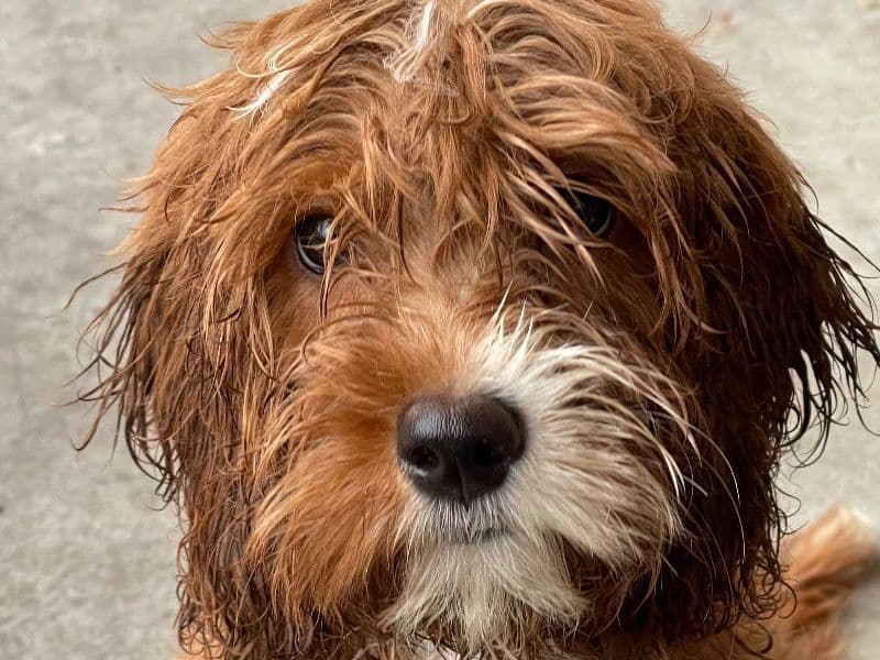 Cavapoo (Cavadoodle) 2 years 5 months old female medium named Khoko for breeding in Philadelphia County, Pennsylvania | Petmeetly