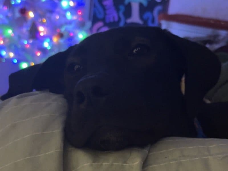 Labrador Retriever 8 months old male medium named Prince for breeding in Escambia County, Florida | Petmeetly