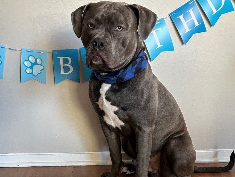 American Bulldog 2 years old male large named Champ for breeding in Cook County, Illinois | Petmeetly