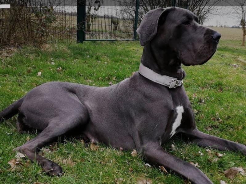 Great Dane 2 years old male extra large named Max for sale in Los Angeles County, California | Petmeetly