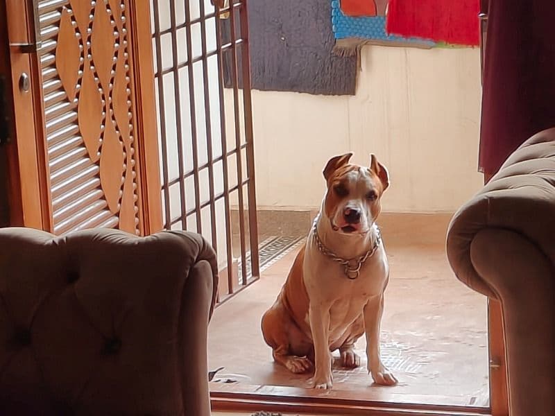 American Staffordshire Terrier 2 years 1 month old male large named Rocky for breeding in Chennai, Tamil Nadu | Petmeetly
