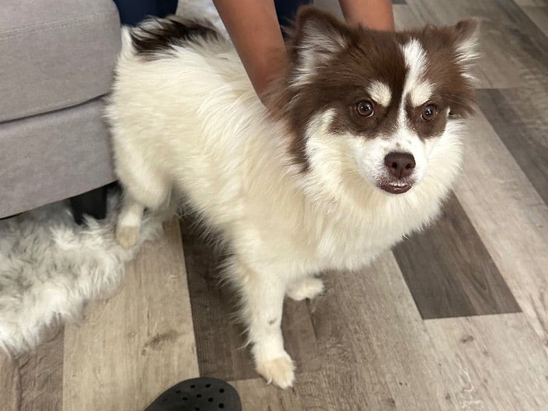Pomsky 1 year 8 months old female medium named Sugar for breeding in Franklin County, Ohio | Petmeetly