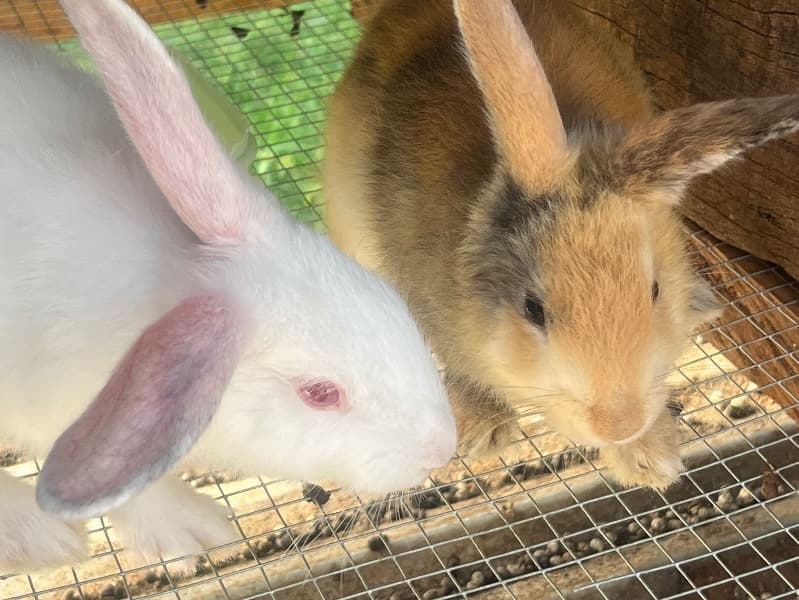 Florida White 6 months old male named Creed for sale in Ikorodu, Lagos | Petmeetly