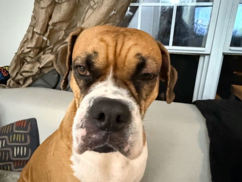 Boxer 4 years old female medium named Roxy for breeding in Waterloo Regional Municipality, Ontario | Petmeetly