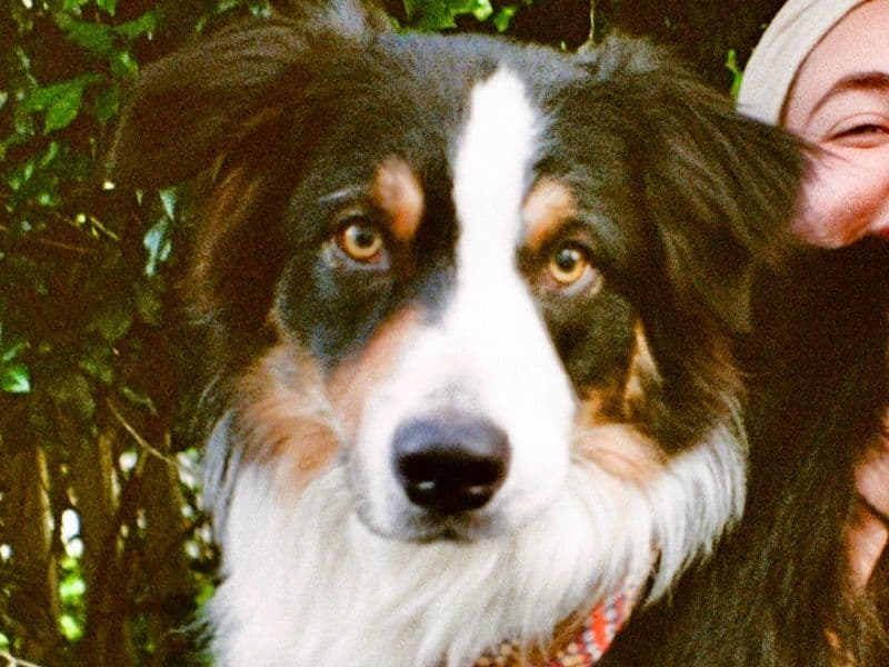 Australian Shepherd 2 years 3 months old male large named Zenji for breeding in City of Gold Coast, Queensland | Petmeetly