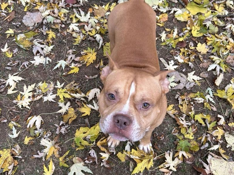 American Bully 5 years 8 months old male medium named Leo for breeding in Arlington County, Virginia | Petmeetly