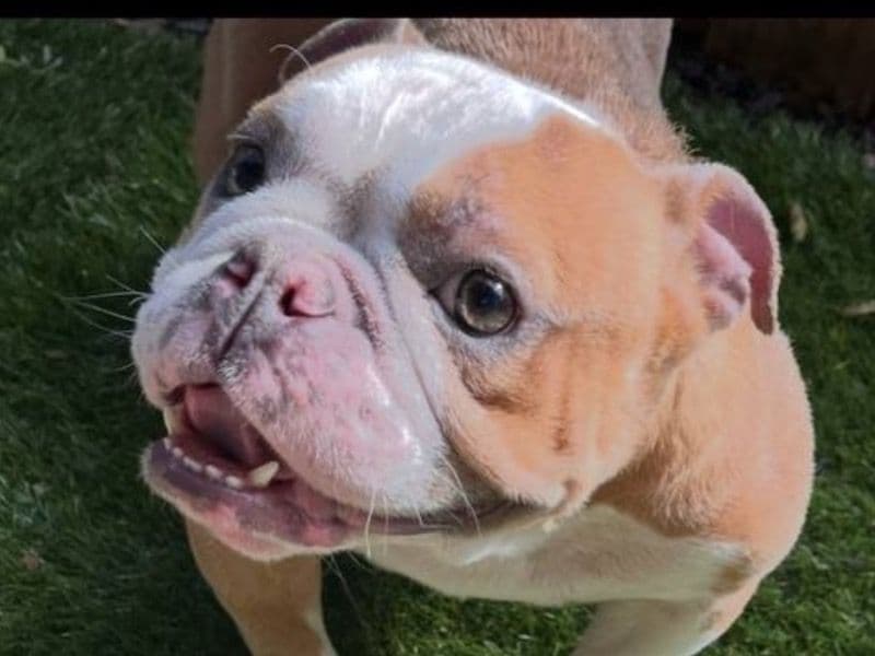 American Bully 2 years 7 months old female medium named Luna for breeding in Sacramento County, California | Petmeetly