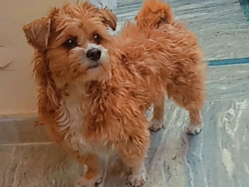 Lhasa Apso 4 years 1 month old male medium named Max for breeding in Delhi Division, Delhi | Petmeetly