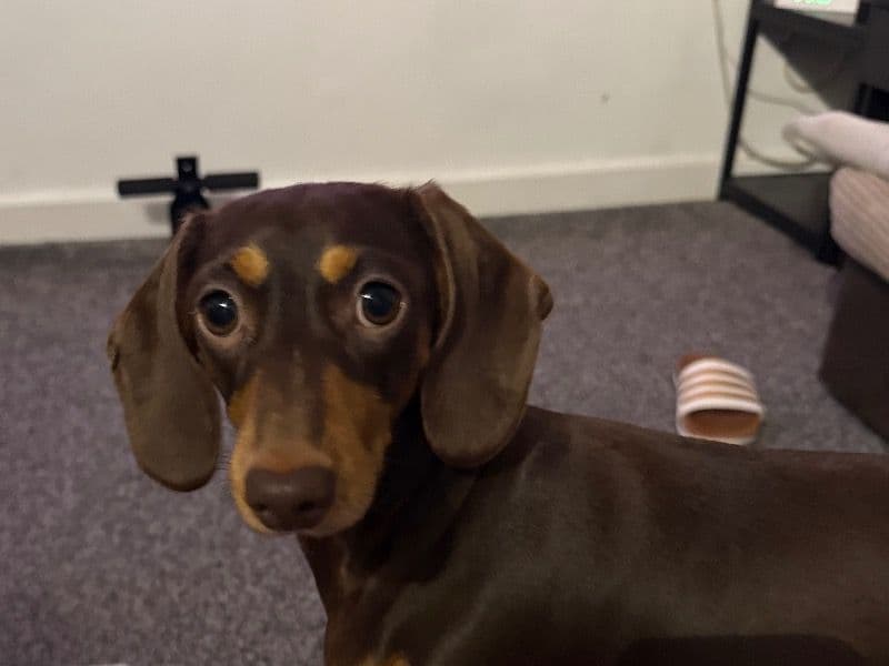 Dachshund 3 years 1 month old female medium named Lola for breeding in West Sussex, England | Petmeetly