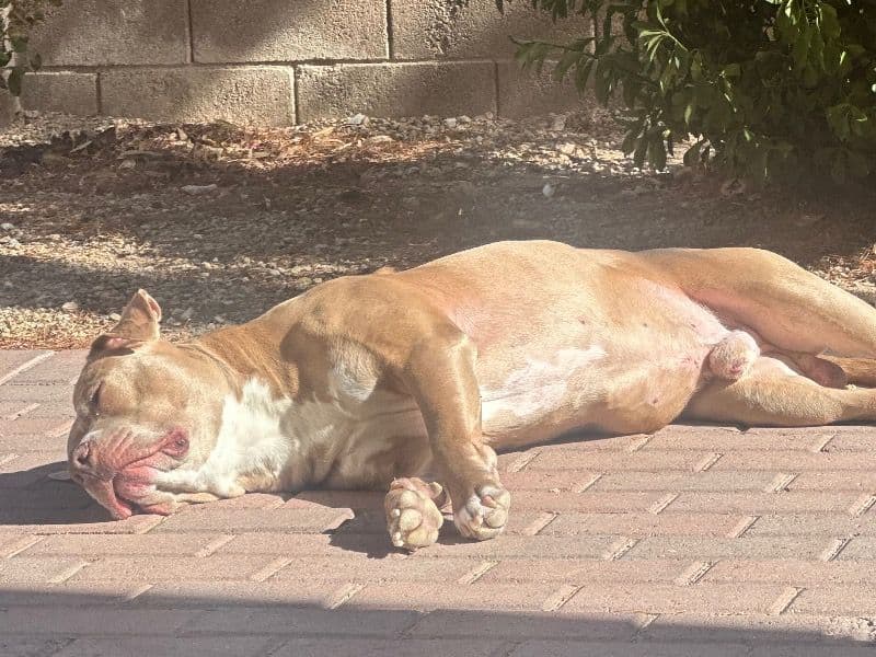 Rednose Pitbull Terrier 6 years 5 months old male large named King for breeding in Clark County, Nevada | Petmeetly