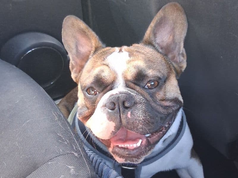 French Bulldog 1 year 1 month old male large named Rex for breeding in Medway, England | Petmeetly